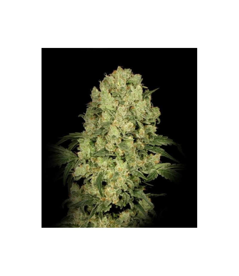 Экспресс AK 47, Фасовка: 5